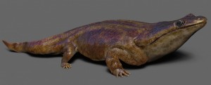 Metoposaurus algarvensis, a monster salamander from the Triassic. (Credit: Marc Boulay, Cossima Productions)