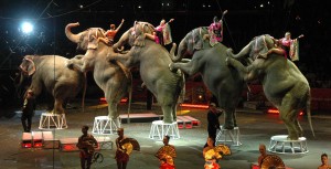 elephants performing at the Ringling Bros. Circus, Staples Center, Los Angeles, CA 07-20-07elephants performing at the Ringling Bros. Circus, Staples Center, Los Angeles, CA 07-20-07. Credit: © Shuttertock