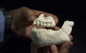 Yohannes Haile-Selassie, a paleoanthropologist at the Cleveland Museum of Natural History, holds casts of the jaws of Australopithecus deyiremeda, a new human ancestor species from Ethiopia. (Credit: Laura Dempsey, Cleveland Museum of Natural History)