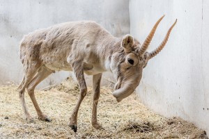 The saiga, an antelope that lives in Siberia an other regions of Eurasia. Herds of saiga died of mysterious causes in May 2015. (Credit: © Vladimir Sevrinovsky, Shutterstock)