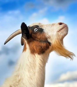 Goats have horizontal pupils that help them to scan a large area for predators. Credit: © Neil Lockhart, Shutterstock
