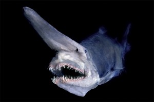 Goblin shark. Credit: © David Shen, SeaPics