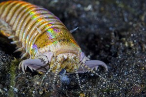 Bobbit worm (Credit: © Ethan Daniels, SeaPics)