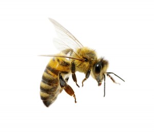 One winner of an Ig Nobel prize for 2015 allowed bees to sting him on different body parts to determine where bee stings are most painful for humans. Credit: © Shutterstock
