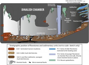 Cartoon illustrating the geological and taphonomic context and distribution of fossils, sediments and flowstones within the Dinaledi Chamber. The distribution of the different geological units and flowstones is shown together with the inferred distribution of fossil material. The fossils came into the cave at the time of the deposition of the unit 1, 2 & 3 sediments via the chamber entrance at top right. Unit 1 represents early sediments which contain only some rodent fossils. Unit 2 represents sediments attached to side wall by flow stone, i.e. remnants of early deposits that do contain fossil bones of Homo naledi. Unit 3 represents rubble sediments containing most fossil bones Credit: Paul H. G. M. Dirks et al (licensed under )