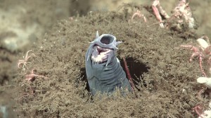 A hagfish protruding from a sponge Credit: NOAA Okeanos Explorer Program