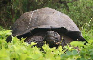 This Aug. 30, 2015 photo released by Galapagos National Park shows a new species of tortoise on Santa Cruz Island, Galapagos Islands, Ecuador. The national park said in a statement on Tuesday, Oct. 20, 2015 that the discovery of the species brings to 15 the number of known species of giant tortoise living on the archipelago. The newly identified species is estimated to number 250 and was christened Chelonoidis donfaustoi after park ranger Fausto Llerena. Credit: © AP Photo/Galapagos National Park