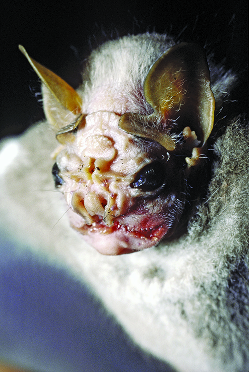 The wrinkle-faced bat   has a wide, shallow face with large eyes and a hairless, deeply wrinkled face. The bat measures up to 2 ¾ inches (7 centimeters) in length. Its body is covered in brown to gray fur, and it has a “beard” of white fur.  Wrinkle-faced bats live mostly in the forests of southern Mexico and Central and South America. Credit: © Roy Fontaine, Photo Researchers