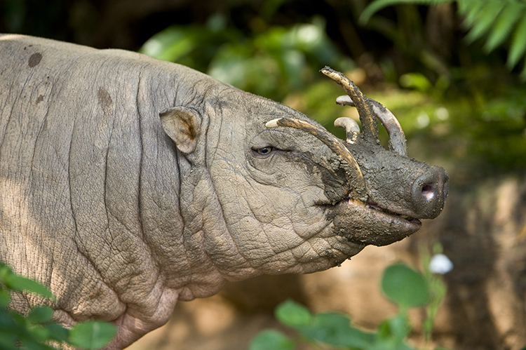 The babirusa is a wild hog found in Indonesia. The male has tusks that grow from the top of the snout and curve backward to the forehead. Credit: © NHPA/SuperStock 
