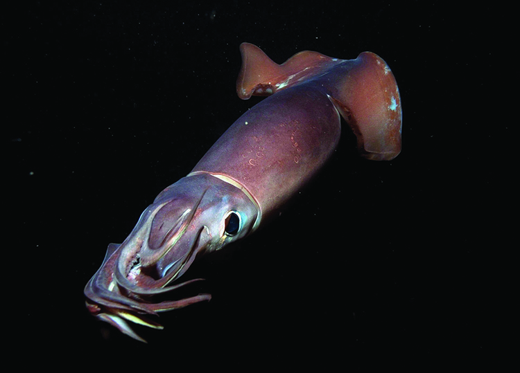 Giant Humboldt Squid Credit: © Howard Hall Film Company, Warner Bros, AF Archive/Alamy Images