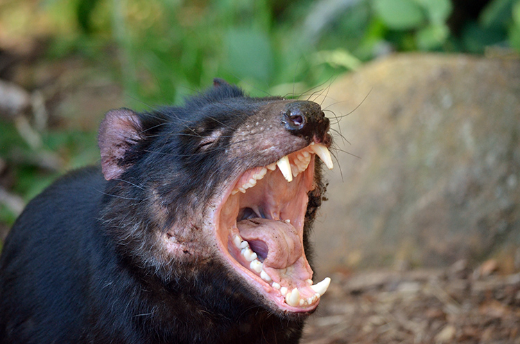 Tasmanian devil  (Credit: © Susan Flashman, Shutterstock)