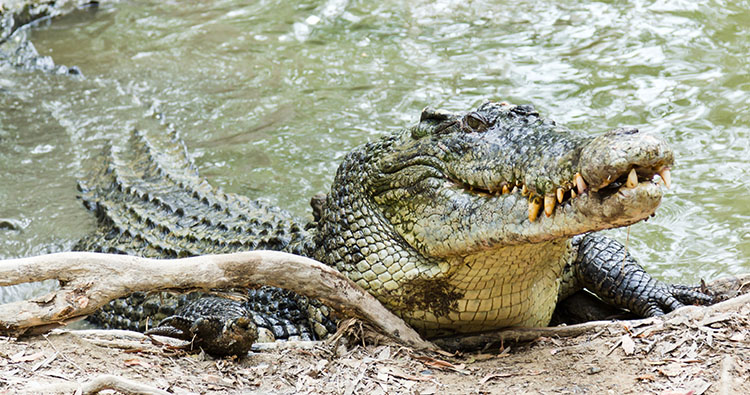 The saltwater crocodile is the largest living reptile and one of the most fearsome predators on Earth. Credit: © Meister Photos/Shutterstock