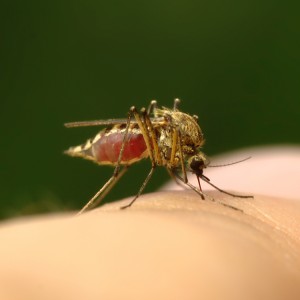 A female mosquito feeds by piercing the host’s skin with her needlelike mouth parts. Credit: © Dmitry Knorre, Dreamstime