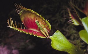 Venus's-flytrap Credit: © J.H. Robinson, Photo Researchers