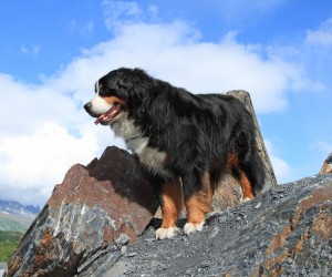 Bernese mountain dog. Credit: © Shutterstock