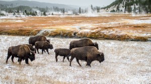 Bison in Yellowstone National Park. Credit: © Shutterstock