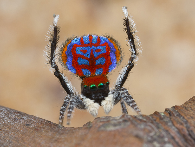 The brilliantly colored—but very tiny—Australian peacock spider is ready to dance. Credit: © Jurgen Otto