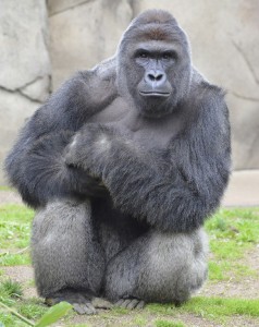 Harambe, a western lowland gorilla, was shot and killed in an unfortunate incident at the Cincinnati Zoo on May 28, 2016. Credit: © Cincinnati Zoo and Botanical Garden