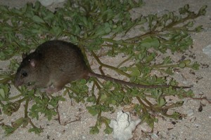 The Bramble Cay melomys (Melomys rubicola)—seen here in 2002—has vanished from the Earth. Scientists believe the small rodent is the first mammal victim of climate change. Credit: Queensland Department of Environment and Heritage Protection