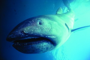 Megamouth shark off California, USA Credit: © Bruce Rasner, Rotman/NPL