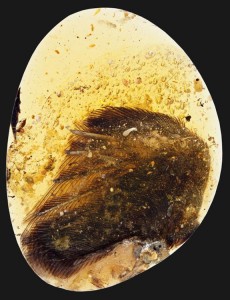 99-million-year-old  wing tip features bones, soft tissue, and feathers preserved in amber. Credit: © Ryan C. McKellar, Royal Saskatchewan Museum