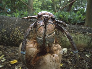 The coconut crab is the largest land crab in the world. It grows to more than 3 feet (1 meter) from the tip of one leg to the tip of the opposite leg. This photograph shows the crab feeding on a coconut that has fallen to the forest floor. Coconut Crab (Birgus latro) the world's largest land invertebrate, husking and eating a coconut on the forest floor, Palmyra Atoll, US National Wildlife Refuge, US Line Islands. Credit: © Minden Pictures/Masterfile