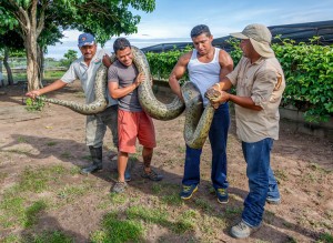 A group of staff show tourists a six meter long anaconda on July 09, 2012 in Los Llanos, Venezuela. Credit: © Vadim Petrakov, Shutterstock