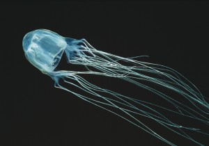 Box Jellyfish (Chironex fleckeri) Kills within 4min. Most venomous animal on earth. Minor sting causes unbearable pain & coma. Credit: © Visual&Written SL/Alamy Images