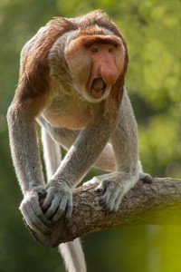 Proboscis monkey. Credit : © Berendje Photography/Shutterstock
