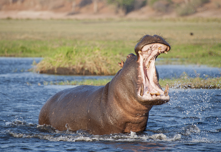 The hippopotamus is the third largest animal that lives on land. Only the elephant and rhinoceros are larger. Credit: © John Carnemolla, Shutterstock