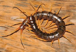 Swimming centipede (Scolopendra cataracta) Credit: Warut Siriwut, Gregory D. Edgecombe, Chirasak Sutcharit, Piyoros Tongkerd, Somsak Panha (licensed under CC BY 3.0)