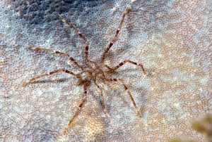 Sea spider. Credit: © Dray van Beeck, Shutterstock