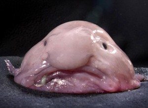 The unfortunately named blobfish, the world's most miserable-looking fish who is now in danger of being wiped out. The blobfish has already acquired a reputation for looking sad thanks to its miserable mush. The bloated bottom dweller, which can grow up to 12 inches, lives at depths of up to 900m making it rarely seen by humans. But thanks to increasing fishing of the seas Down Under the fish is being dragged up with other catches. Despite being unedible itself, the blobfish unluckily lives at the same depths as other more appetizing ocean organisms, including crab and lobster. Credit: © Kerryn Parkinson, NORFANZ/Caters News/ZUMA Press