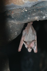 Ghost bat. credit: Liz Lawley (licensed under CC BY-SA 2.0)