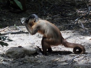 A capuchin monkey uses stones to crack a cashew nut in Serra da Capivara National Park in northeast Brazil. A capuchin using stone stool to crack a cashew nut in Serra da Capivara National Park in northeast Brazil. Credit: © Michael Haslam, Primate Archaeology Project/University of Oxford