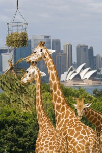 Giraffes feeding at Taronga Zoo with a scenic backdrop of the Sydney Opera House and harbour. Credit: © AWL Images/Masterfile