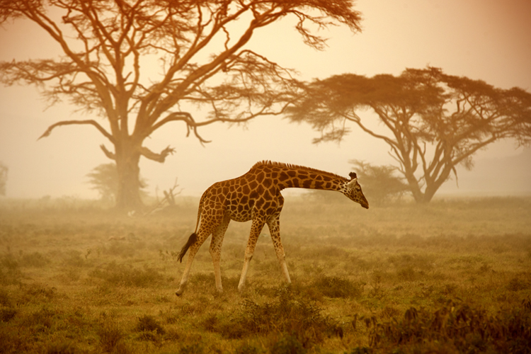 A giraffe in Kenya at sunset. Credit: © Shutterstock