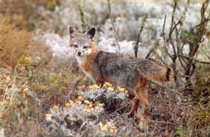 Island fox surrounded by vegetation. Credit: National Park Service/U.S. Fish & Wildlife Services