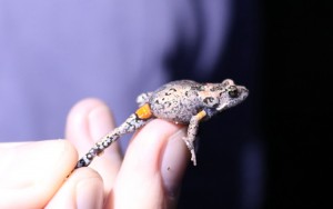 New Australian frog species, Mahony’s Toadlet (Uperoleia mahonyi), found in Newcastle, Australia. Credit: © University of Newcastle