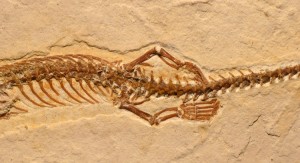 The fossilized imprint of Tetrapodophis reveals small, specialized feet—or perhaps flippers. Close up of the ‘feet’. The hands and feet are very specialized for grasping. Credit: © Dave Martill, University of Portsmouth