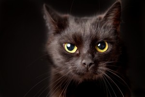 Some superstitious people think that cuddly black cats should be avoided on martes 13—Tuesday the 13th. Credit: © Shutterstock  Credit: © Shutterstock