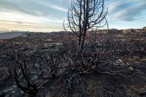 Burnt pencil pine and alpine flora, Mackenzie fire, Tasmania. 12 February 2016. Credit: Rob Blakers (licensed under CC BY-SA 3.0)