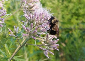The rusty patched bumble bee (Bombus affinis). Credit: © Rich Hatfield, The Xerces Society