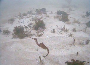 A still from the video researchers captured of the first live ruby sea dragon. Credit: Scripps Institution of Oceanography/UC San Diego