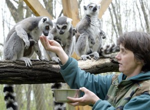Zoos provide refuge for animals that are threatened in the wild. This photograph shows a zookeeper feeding ring-tailed lemurs at the Nyíregyháza Zoo in Hungary. Ring-tailed lemurs are threatened by hunting and habitat destruction in their native Madagascar. A keeper feeds some Madagascan ringtail lemurs (lemur-catta) at the Nyiregyhaza zoo 22 April 2005. The ringtail lemur is the only member of the lemur family that does not spend all of its time in the trees. In the wild, the ringtail spends about 15% of the daytime on the ground. In captivity it seems they spend significantly more time on the ground, probably because they know they are safe. Credit: © Attila Kisbenedek, AFP/Getty Images