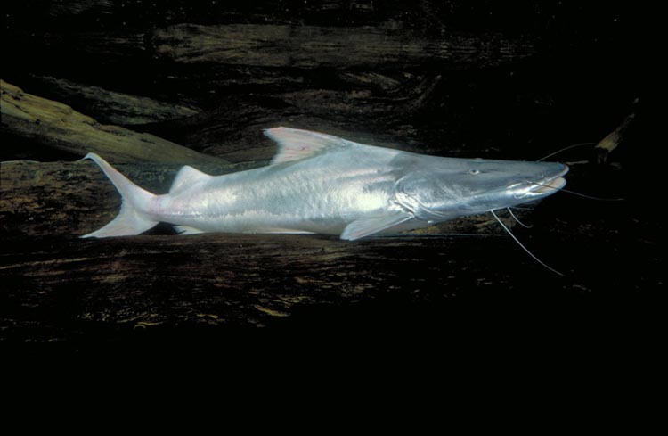 This is an image of a live dorado catfish in a tank. A newly published study on the dorado and other "goliath" catfish has revealed that the dorado's full life-cycle migration stretches more than 7,200 miles in length. Credit: © Michael Goulding, Wildlife Conservation Society