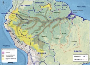 A map of the dorado catfish’s life-cycle migration through the Amazon River basin. Credit: © Wildlife Conservation Society