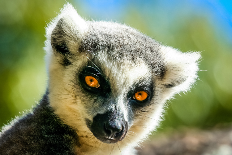 LemurFaceID can tell this handsome lemur apart from the other lemurs in its jungle neighborhood. Credit: © Shutterstock