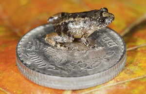 The 12.2 mm long Robinmoore’s Night Frog (Nyctibatrachus robinmoorei) sitting on the Indian five-rupee coin (24 mm diameter) is one of the new species discovered from the Western Ghats mountain ranges in Peninsular India. Credit: © SD Biju