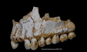 This Neanderthal individual was eating poplar, a source of aspirin, and had also consumed moulded vegetation including penicillium fungus, source of a natural antibiotic. Credit: © Paleoanthropology Group MNCN-CSIC